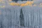 USA, Colorado, Gunnison National Forest. Aspen trees with yellow tops in autumn. Art Print